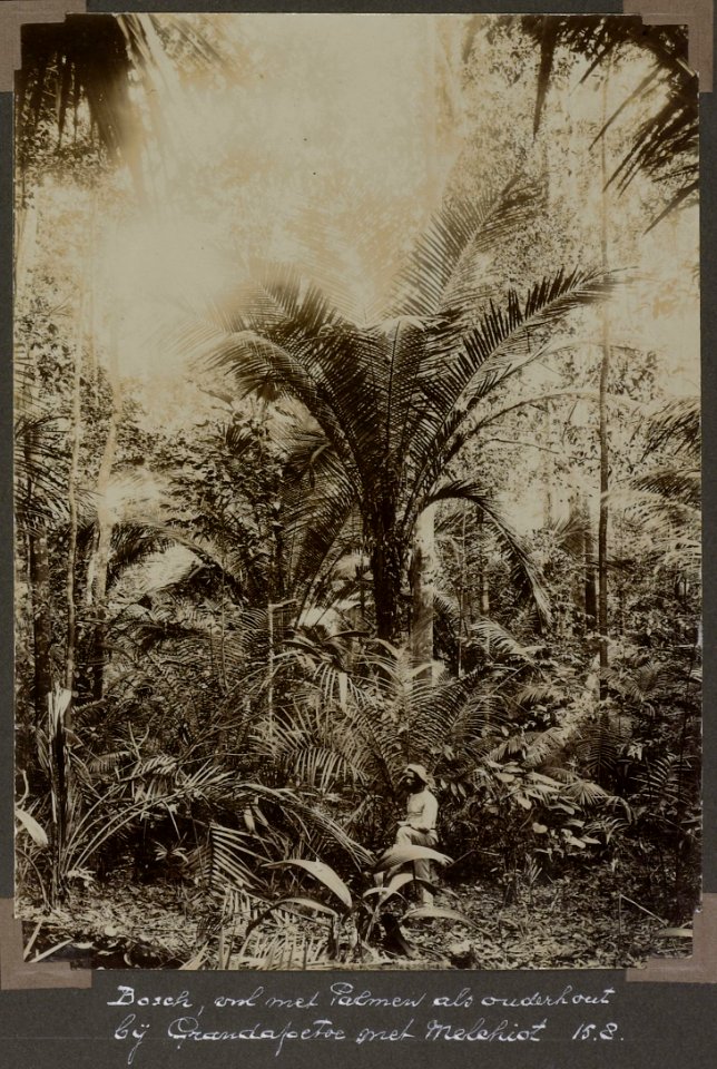 Collectie NMvWereldculturen, RV-A103-1-43, 'Bosch, voornamelijk met palmen als ouderhout bij Grandafoetoe met Melchiot '. Foto- G.M. Versteeg, 15 augustus 1904
