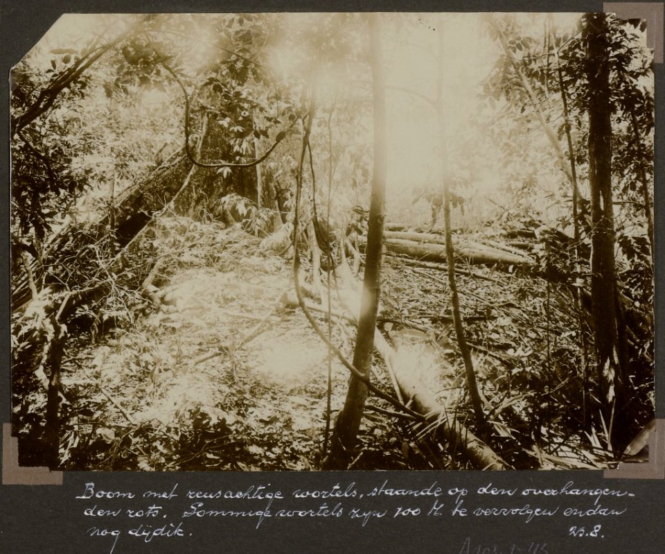 Collectie NMvWereldculturen, RV-A103-1-45, 'Boom met reusachtige wortels, staande op den overhangenden rots'. Foto- G.M. Versteeg, 23 augustus 1904