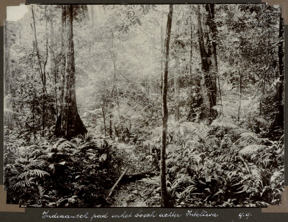 Collectie NMvWereldculturen, RV-A103-1-79, 'Indiaansch pad in het bosch achter Inteliwa'. Foto- G.M. Versteeg, 4 september 1904