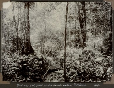 Collectie NMvWereldculturen, RV-A103-1-79, 'Indiaansch pad in het bosch achter Inteliwa'. Foto- G.M. Versteeg, 4 september 1904