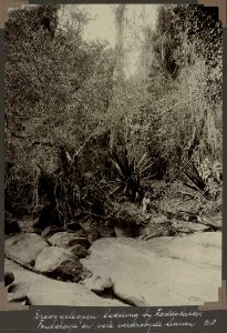 Collectie NMvWereldculturen, RV-A103-1-56, 'Droog geloopen bedding bij Koddobakkoe. Foureroya en vele verdroogde lianen'. Foto- G.M. Versteeg, 31 augustus 1904