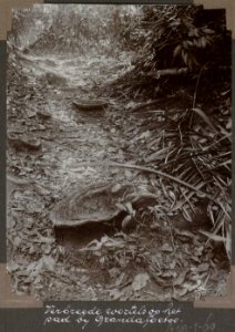 Collectie NMvWereldculturen, RV-A103-1-69, 'Verbreede wortels op het pad bij Grandafoetoe'. Foto- G.M. Versteeg, 1904