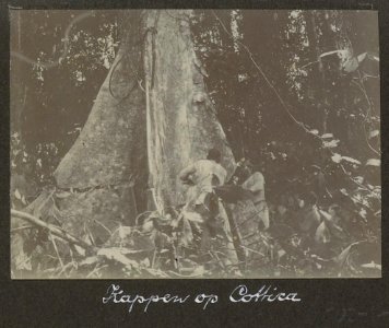 Collectie NMvWereldculturen, RV-A102-1-89, 'Kappen op Cottica'. Foto- G.M. Versteeg, 1903-1904