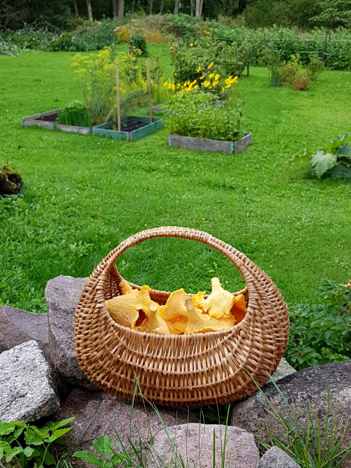 Garden autumn chanterelle mushrooms