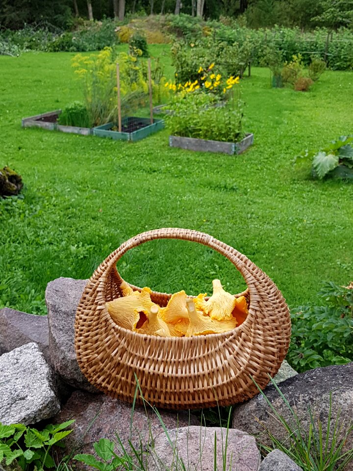 Garden autumn chanterelle mushrooms photo