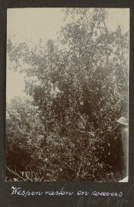 Collectie NMvWereldculturen, RV-A102-1-96, 'Wespennesten en weevers'. Foto- G.M. Versteeg, 1903-1904