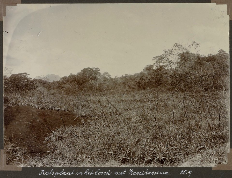 Collectie NMvWereldculturen, RV-A103-1-106, 'Rotsplaat in het bosch met Kassikassima'. Foto- G.M. Versteeg, 25 september 1904