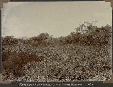 Collectie NMvWereldculturen, RV-A103-1-106, 'Rotsplaat in het bosch met Kassikassima'. Foto- G.M. Versteeg, 25 september 1904