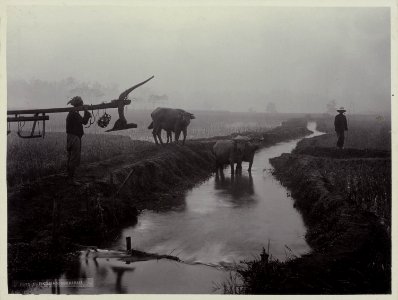 Collectie NMvWereldculturen, RV-A20-181, foto, 'Een sawa bij Yogyakarta', fotograaf Ohannes Kurkdjian, 1885-1920