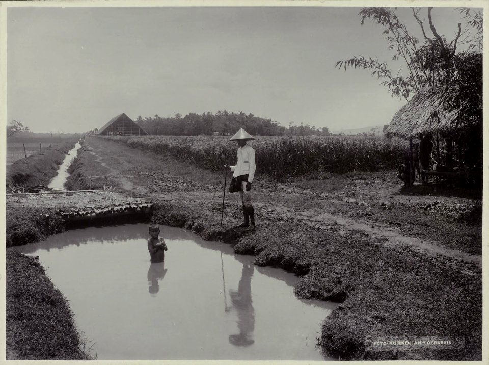 Collectie NMvWereldculturen, RV-A20-205, foto, 'Een sawa bij Yogyakarta', fotograaf Ohannes Kurkdjian, 1885-1920