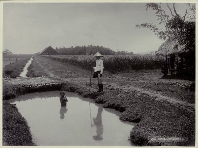 Collectie NMvWereldculturen, RV-A20-205, foto, 'Een sawa bij Yogyakarta', fotograaf Ohannes Kurkdjian, 1885-1920