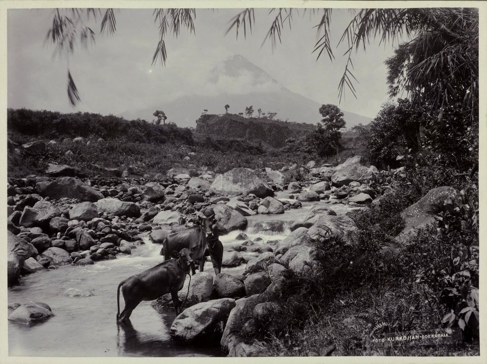Collectie NMvWereldculturen, RV-A20-132, foto, 'Een paar karbouwen in het water bij Yogyakarta met de Merapi op de achtergrond', fotograaf Ohannes Kurkdjian, 1885-1920