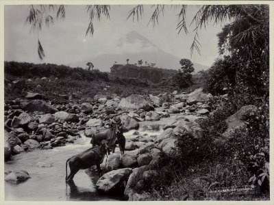 Collectie NMvWereldculturen, RV-A20-132, foto, 'Een paar karbouwen in het water bij Yogyakarta met de Merapi op de achtergrond', fotograaf Ohannes Kurkdjian, 1885-1920