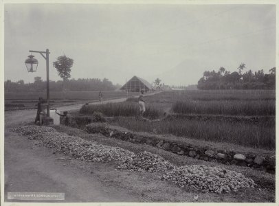 Collectie NMvWereldculturen, RV-A20-206, foto, 'Een sawa bij Yogyakarta', fotograaf Ohannes Kurkdjian, 1885-1920