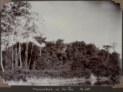 Collectie NMvWereldculturen, RV-A103-1-175, 'Moeraskiek in de Boven Tapanahoni'. Foto- G.M. Versteeg, 20 oktober 1904