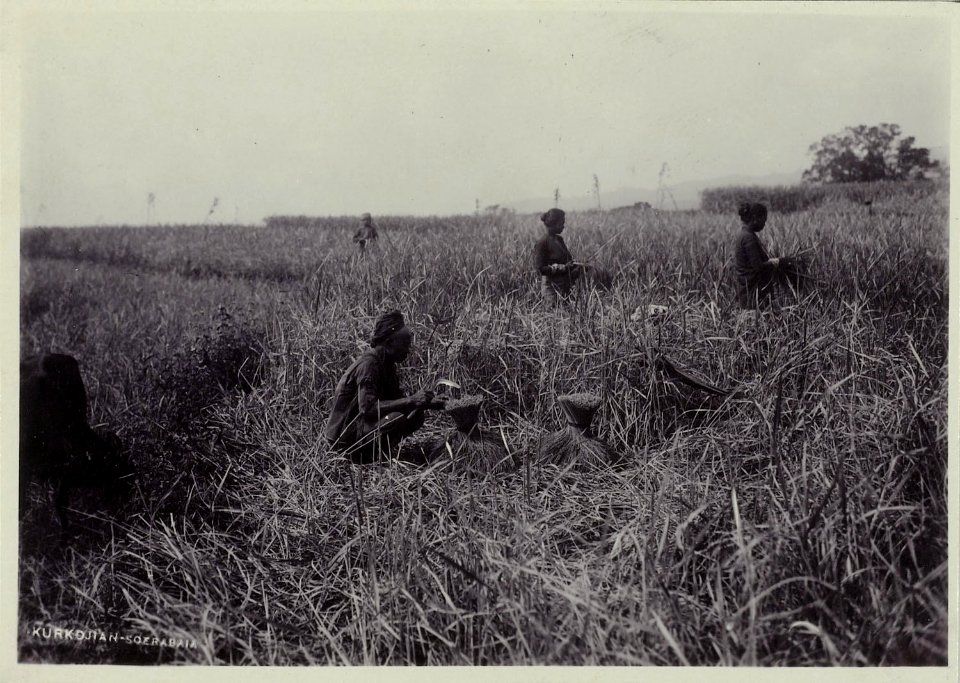 Collectie NMvWereldculturen, RV-A20-275, foto, 'De rijstoogst', fotograaf Ohannes Kurkdjian, ca. 1915