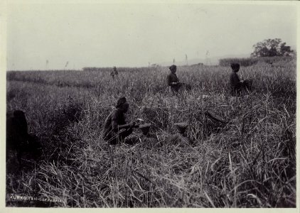 Collectie NMvWereldculturen, RV-A20-275, foto, 'De rijstoogst', fotograaf Ohannes Kurkdjian, ca. 1915