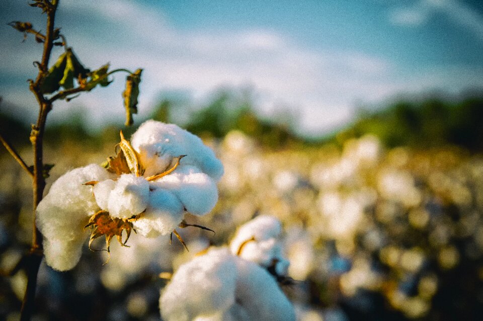 Agriculture country white