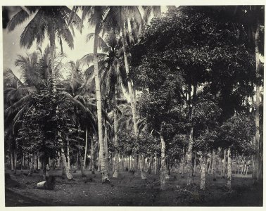 Collectie NMvWereldculturen, RV-A41-1-17, Foto, 'Een palmbomenbos in Batavia', fotograaf Woodbury & Page, 1856-1878