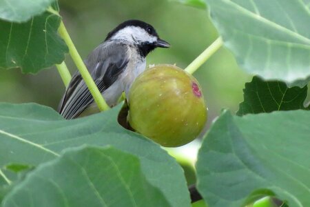 Chickadee eating fig wildlife
