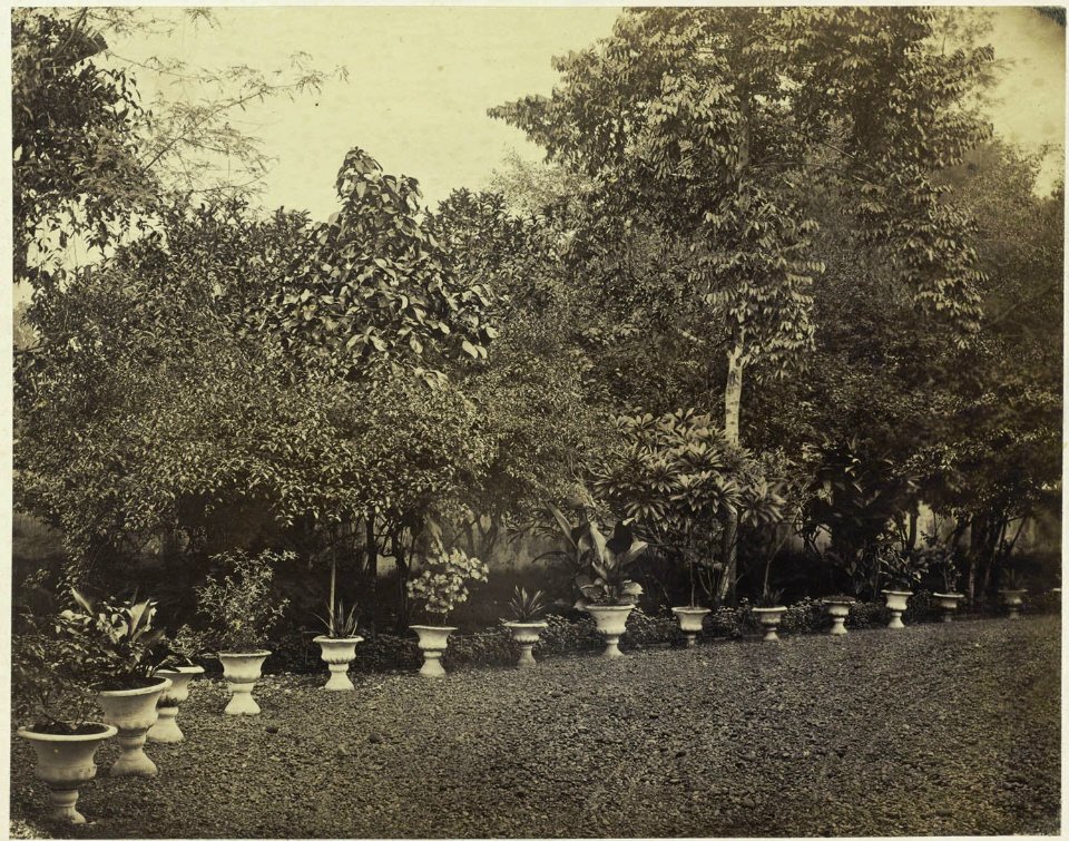 Collectie NMvWereldculturen, RV-A42-1-30, Foto, 'Tuin met bomen en planten in Batavia', fotograaf Woodbury & Page, ca. 1875