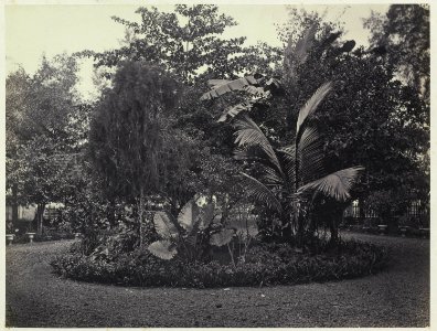 Collectie NMvWereldculturen, RV-A42-1-31, Foto, 'Perk met tropische plantsoorten in Batavia', fotograaf Woodbury & Page, ca. 1875