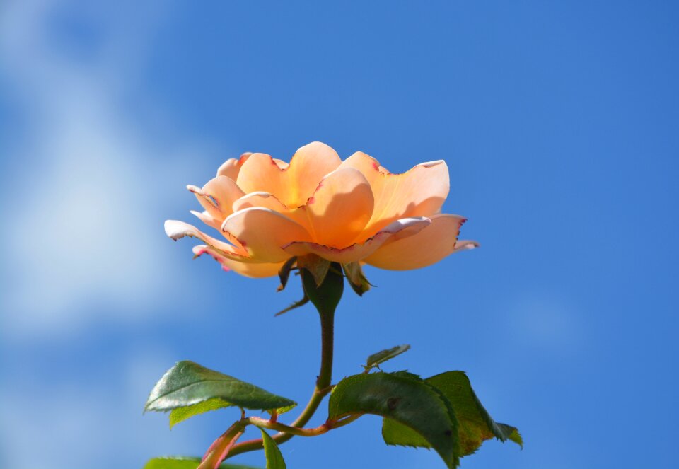 Rosebush nature botany