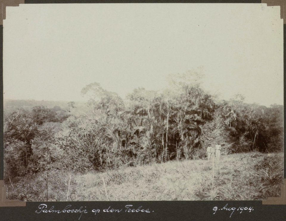 Collectie NMvWereldculturen, RV-A103-1-33, 'Palmboschje op den Teeboe '. Foto- G.M. Versteeg, 9 augustus 1904