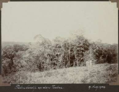 Collectie NMvWereldculturen, RV-A103-1-33, 'Palmboschje op den Teeboe '. Foto- G.M. Versteeg, 9 augustus 1904