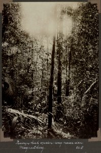 Collectie NMvWereldculturen, RV-A103-1-55, 'Ravijnkiek op den weg naar den Magneetberg'. Foto- G.M. Versteeg, 22 augustus 1904