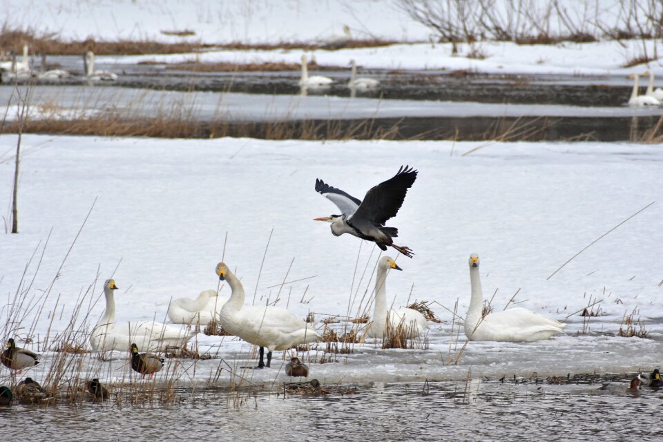 Bird wild birds heron