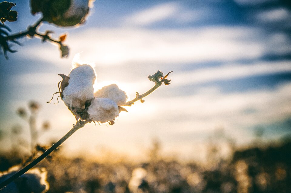 Agriculture country white