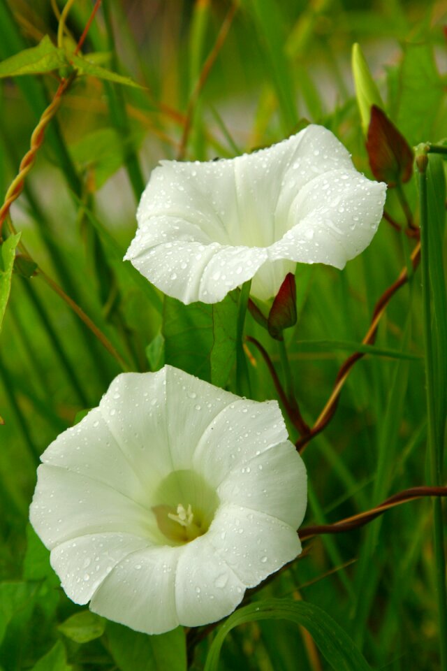 Wild flower close-up flower