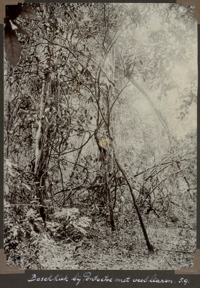 Collectie NMvWereldculturen, RV-A103-1-95, 'Boschkiek bij Pontoetoe met veel lianen'. Foto- G.M. Versteeg, 5 september 1904