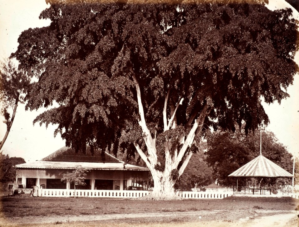 Collectie NMvWereldculturen, TM-60005019, Foto, 'Waringin bij de sociëteit in Yogyakarta', fotograaf onbekend, 1857-1872