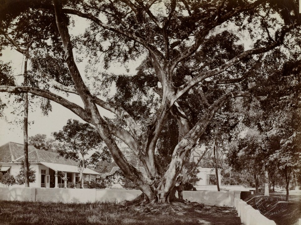 Collectie NMvWereldculturen, RV-A131-16, Foto, 'Een waringinboom op een huiserf in Gang Scott (Batavia) met op de achtergrond de Armeense kerk', fotograaf Woodbury & Page, ca. 1870