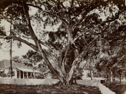 Collectie NMvWereldculturen, RV-A131-16, Foto, 'Een waringinboom op een huiserf in Gang Scott (Batavia) met op de achtergrond de Armeense kerk', fotograaf Woodbury & Page, ca. 1870