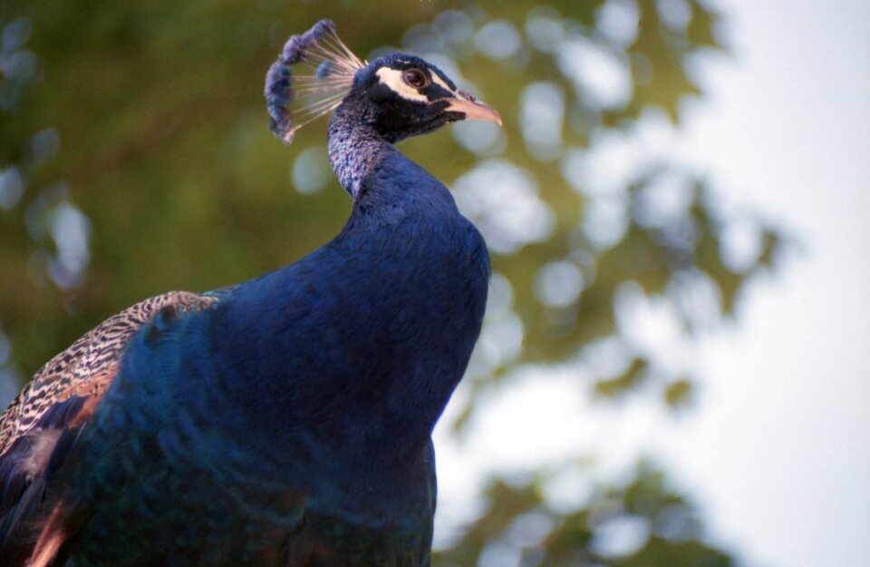 Animal world animal peacock