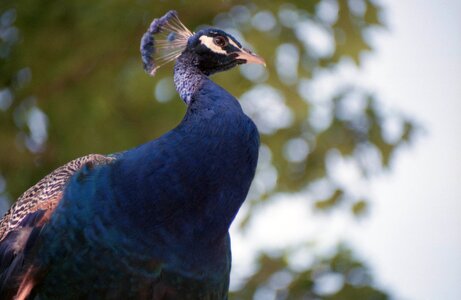 Animal world animal peacock