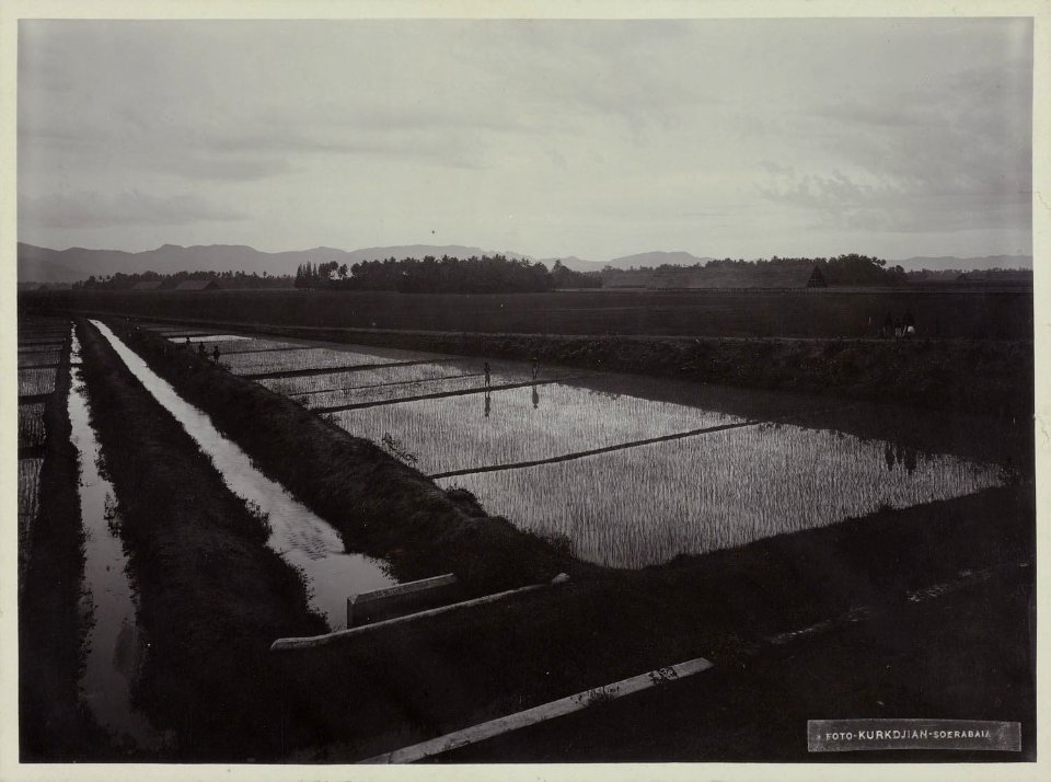 Collectie NMvWereldculturen, RV-A20-214, foto, 'Een sawa bij Yogyakarta', fotograaf Ohannes Kurkdjian, 1885-1920