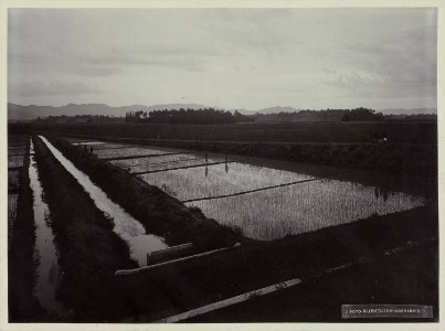 Collectie NMvWereldculturen, RV-A20-214, foto, 'Een sawa bij Yogyakarta', fotograaf Ohannes Kurkdjian, 1885-1920