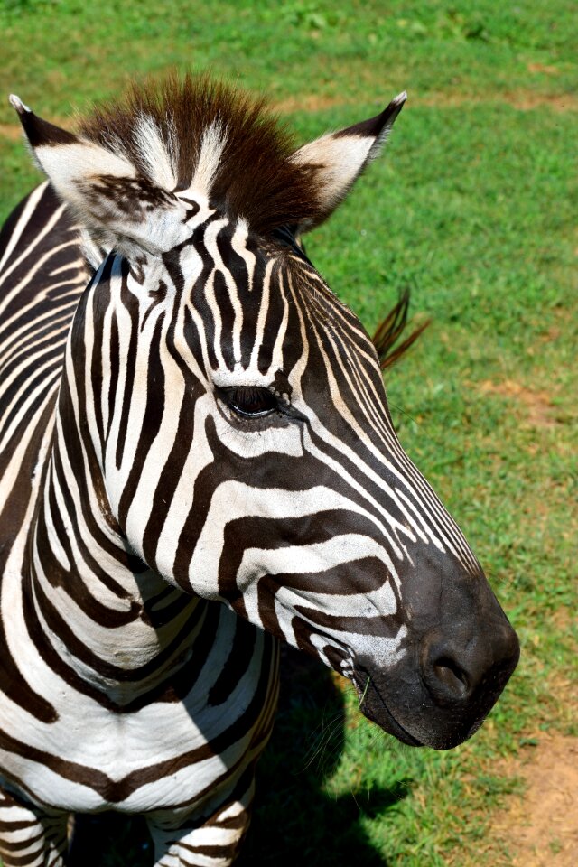Black white stripes