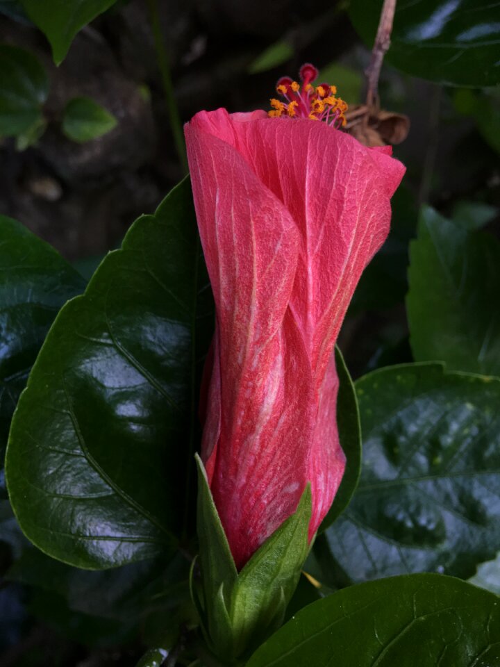 Ibisco garden petal