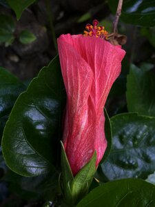 Ibisco garden petal photo