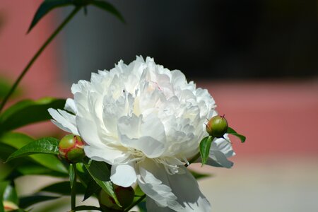 Peony white green