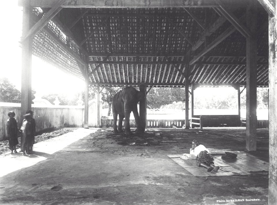 Collectie NMvWereldculturen, TM-60041581, Foto, 'Olifant van de sultan van Yogyakarta', fotograaf N.V. Photografisch Atelier Kurkdjian, 1890-1935