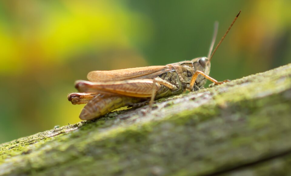 Macro insect closeup
