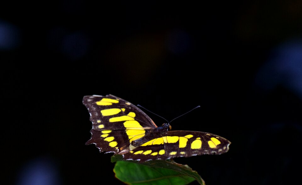 Yellow colorful green