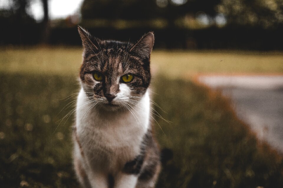 Animal attention nature