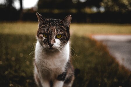 Animal attention nature